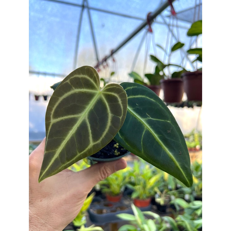 2 Anthurium regale