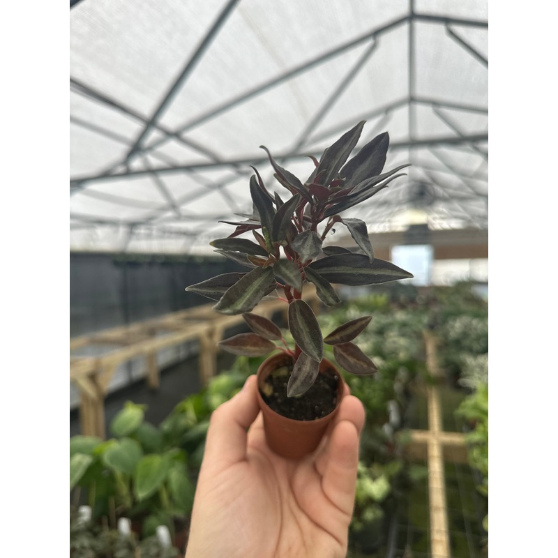 2 Peperomia Metallica