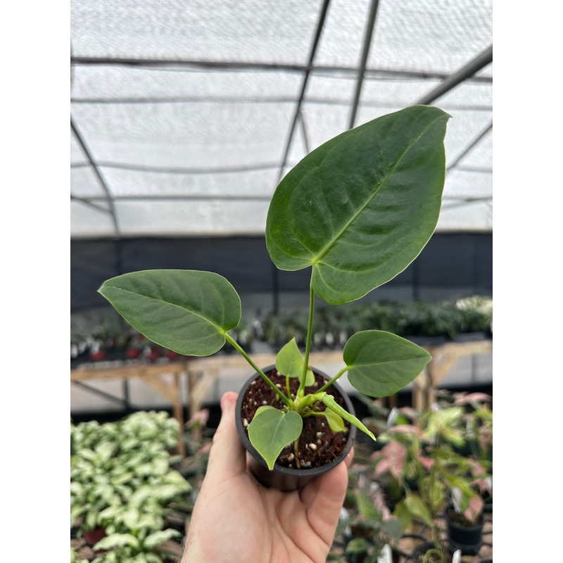 3 Anthurium veitchii