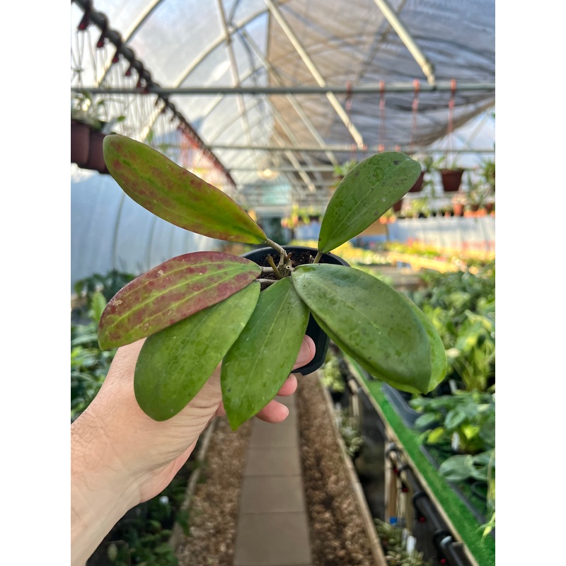 3 Hoya bordenii