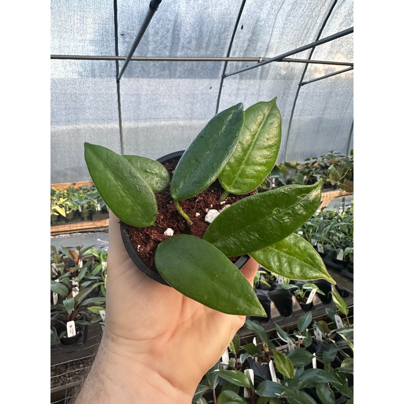 3 Hoya coronaria