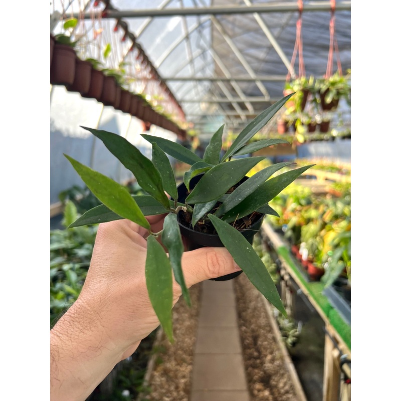 3 Hoya mirabilis