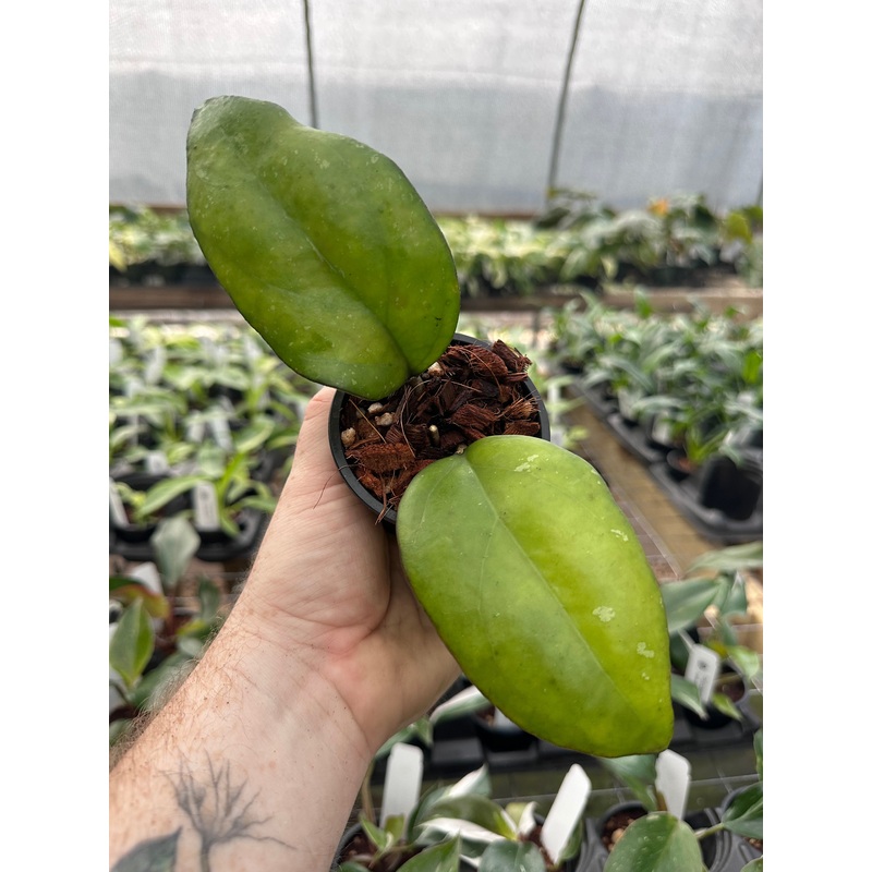 3 Hoya ‘Noelle’ (vitellinoides x vitellina)