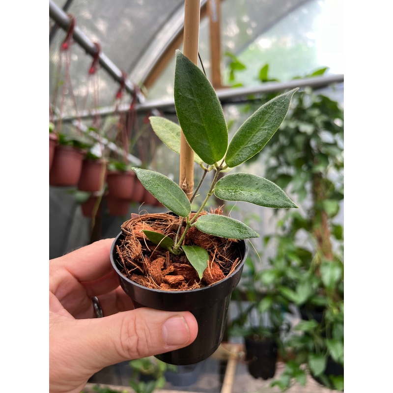 3 Hoya patella