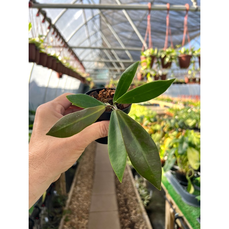 3 Hoya pulchra