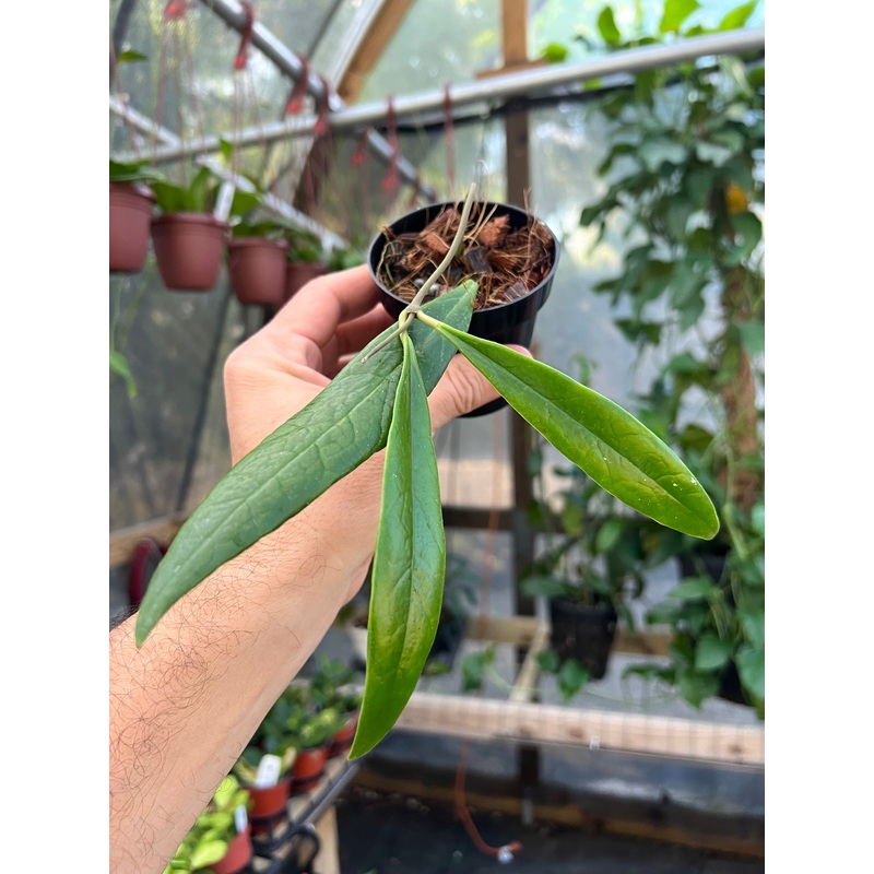 3 Hoya sulawesiana
