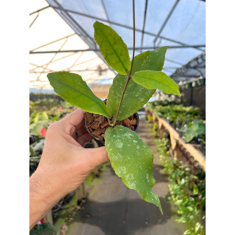 3 Hoya undulata