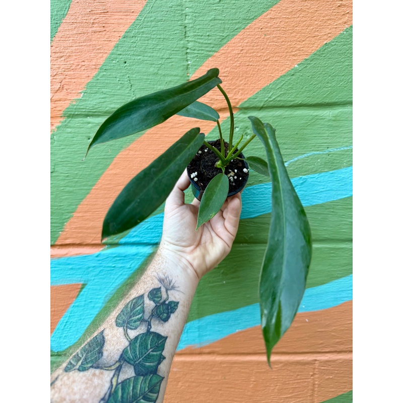 3 Philodendron Joepii