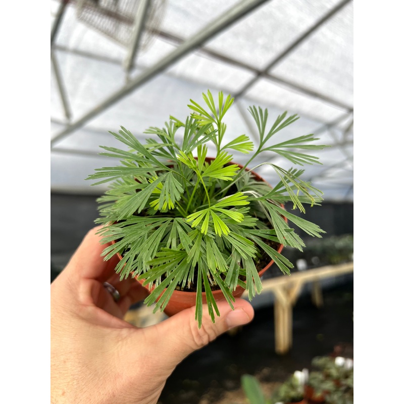 4 Actiniopteris australis (‘Eyelash Fern’)