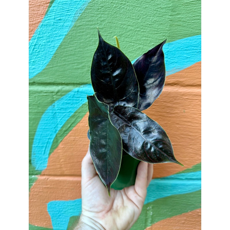 4 Alocasia azlanii
