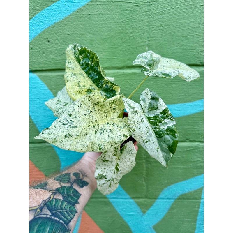4 Alocasia Blizzard