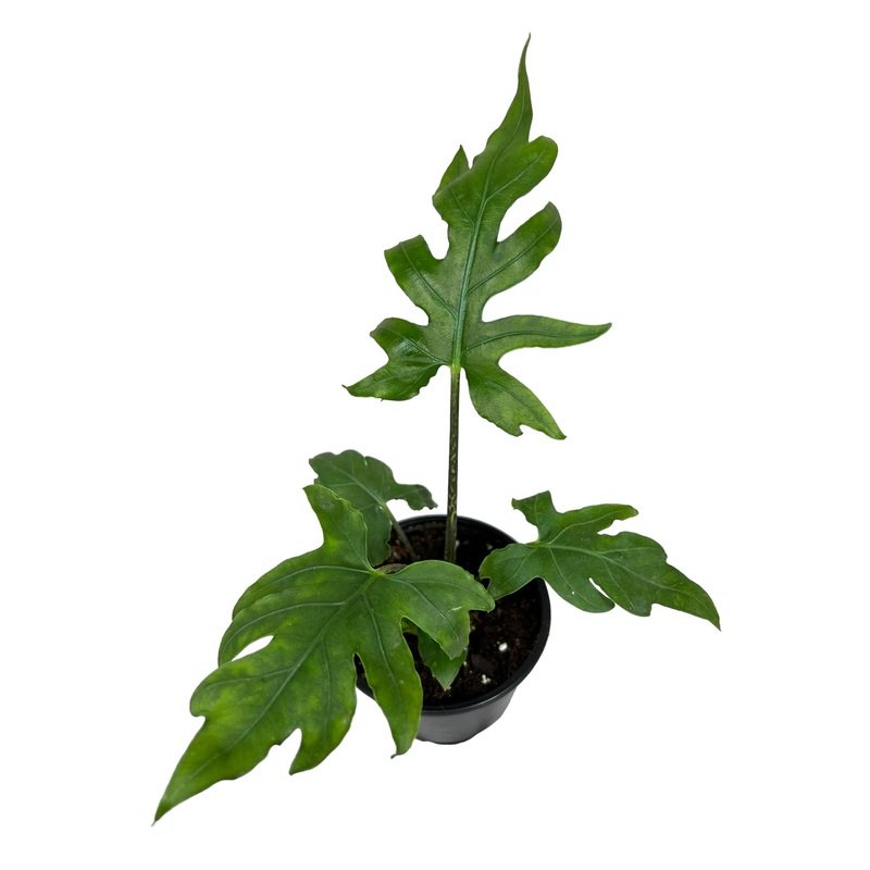 4 Alocasia brancifolia