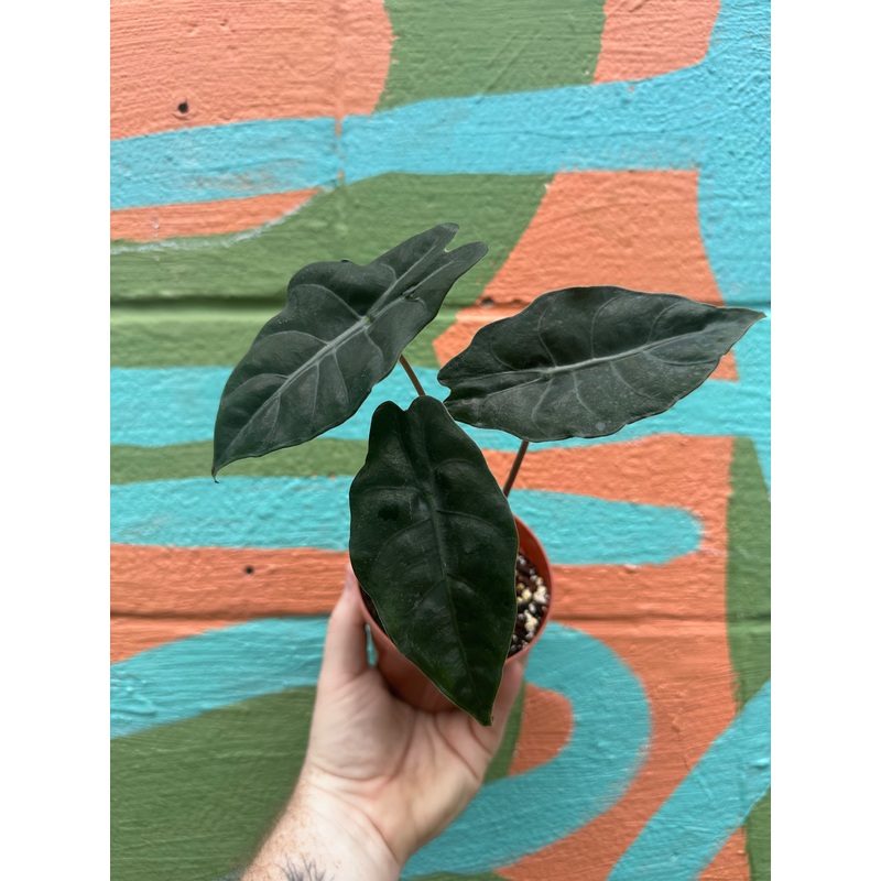 4 Alocasia chantrieri (metallica x sanderiana)
