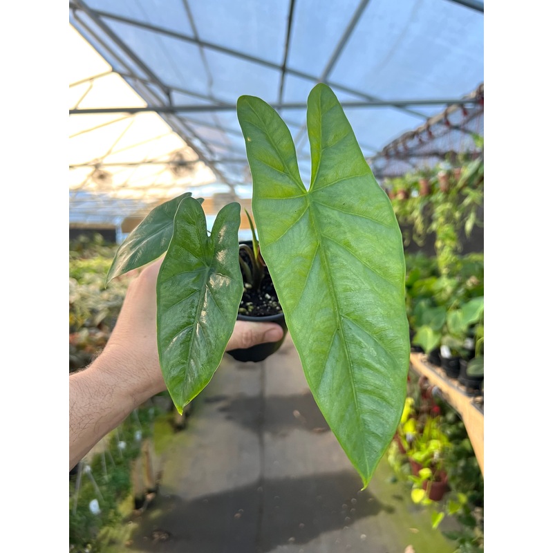 4 Alocasia Corazon