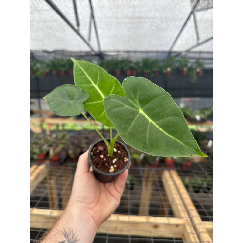 4 Alocasia Frydek (micholitziana)