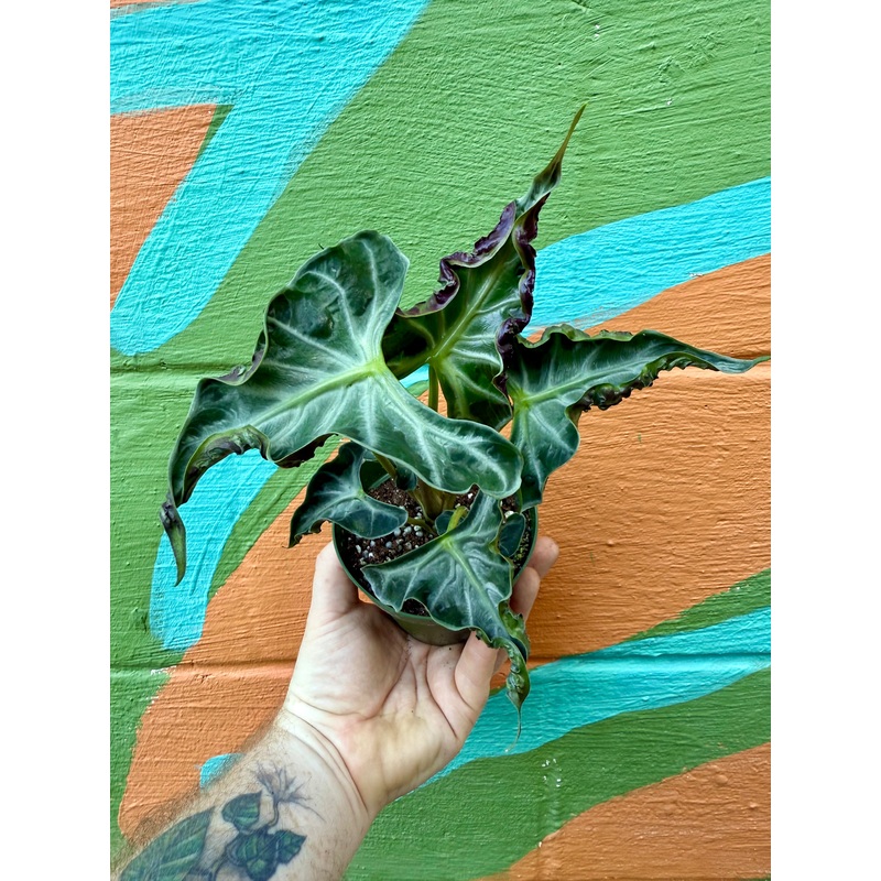 4 Alocasia Loco