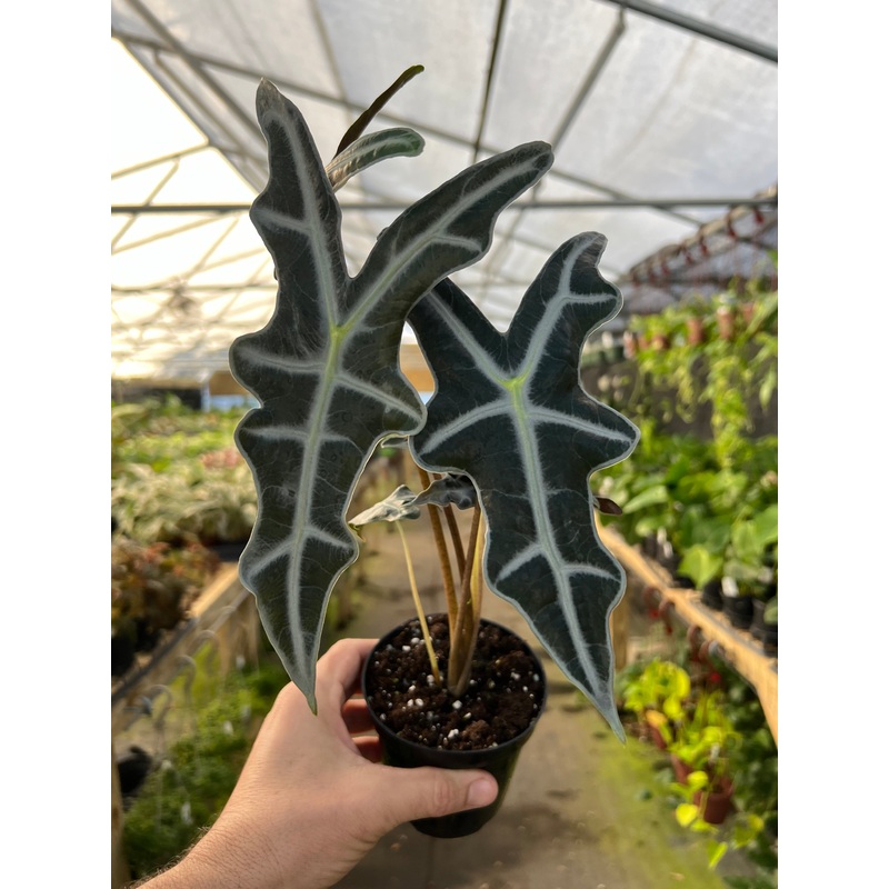 4 Alocasia ‘Nobilis’