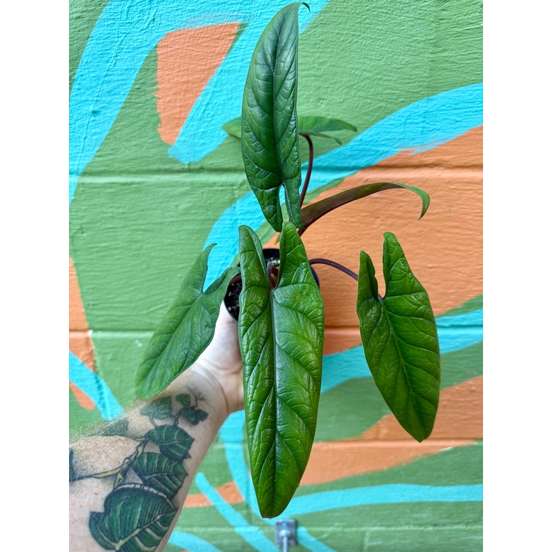 4 Alocasia scalprum