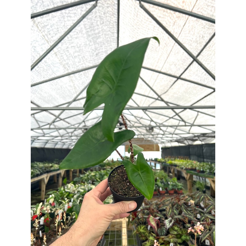 4 Alocasia Zebrina