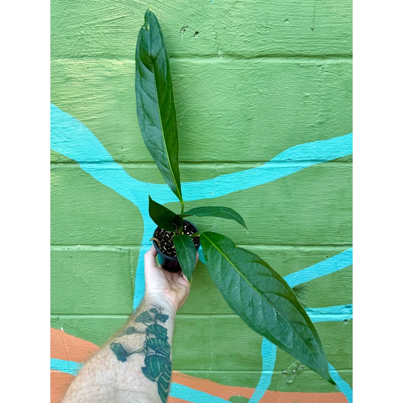 4 Anthurium ‘Big Bill’