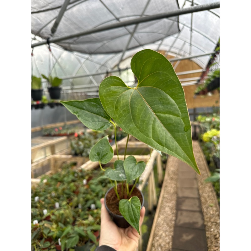 4 Anthurium decipiens