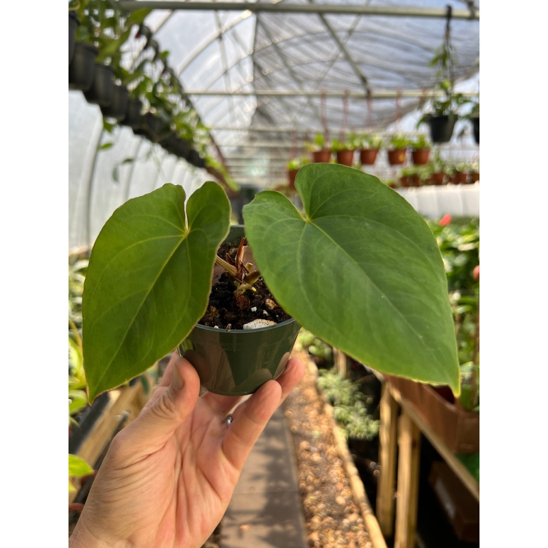 4 Anthurium dressleri