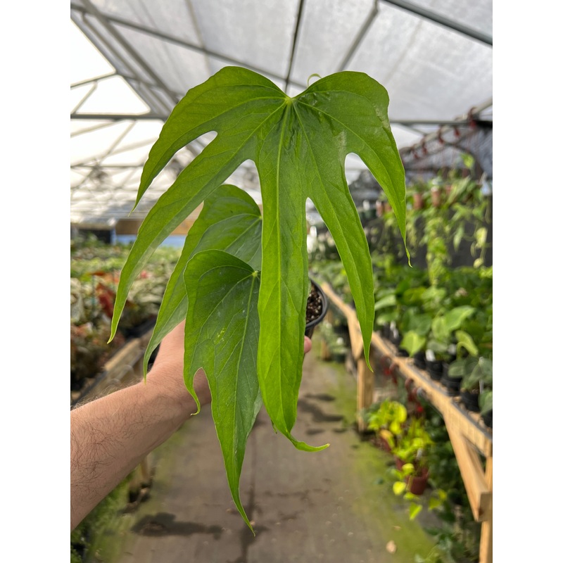 4 Anthurium Fingers (pedatoradiatum)