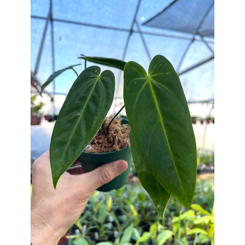 4 Anthurium metallicum