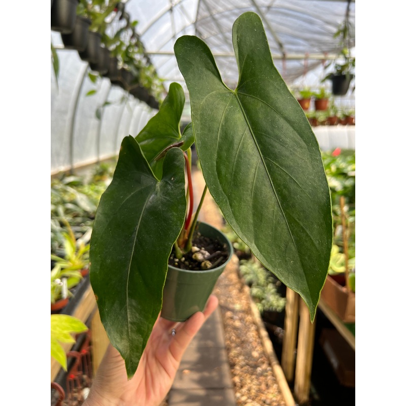 4 Anthurium nigrolaminum