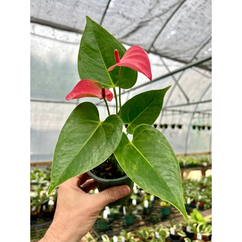 4 Anthurium Royal Pink Champion