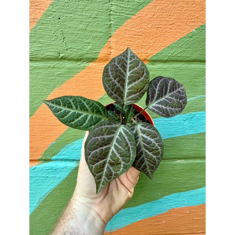 4 Bignonia argyro violacea