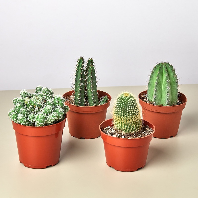 4 Cacti Variety Bundle – 4.0 Pots