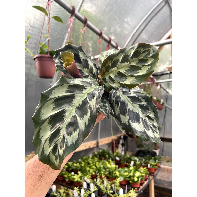 4 Calathea Helen Kennedy
