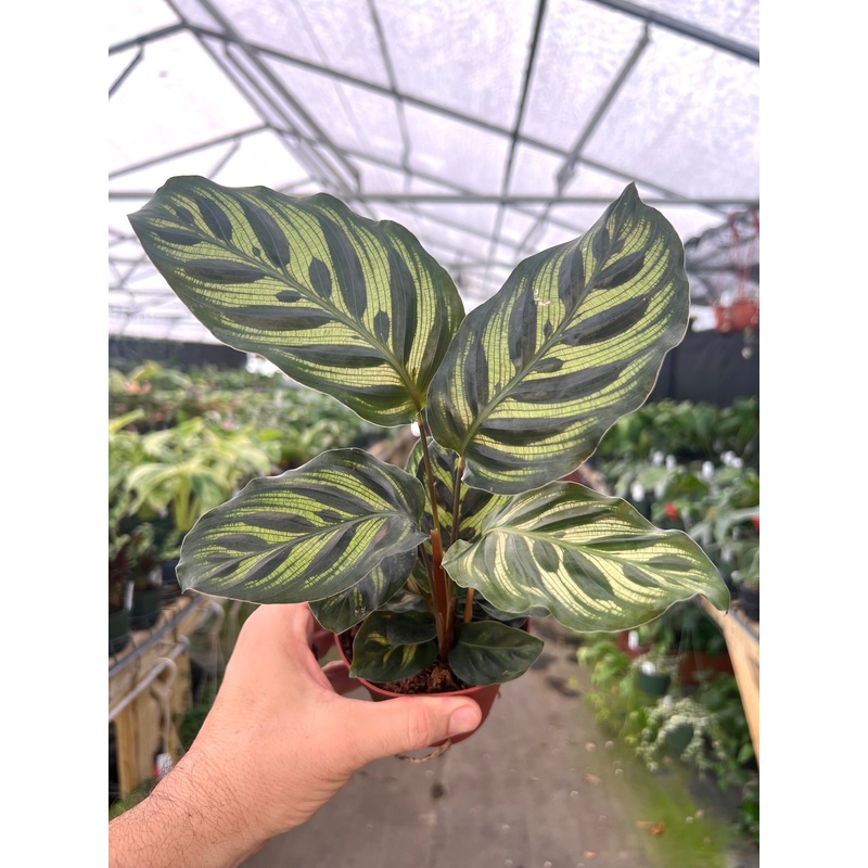 4 Calathea Makoyana
