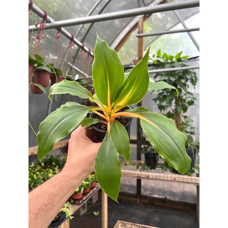4 Chlorophytum Fire Flash