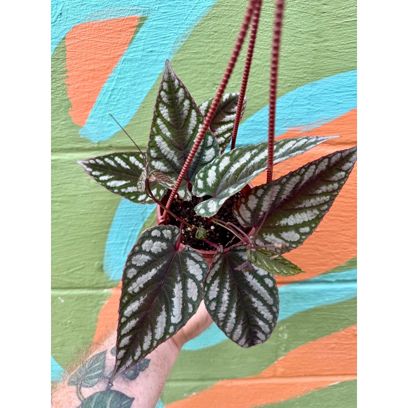 4 Cissus discolor hanging basket