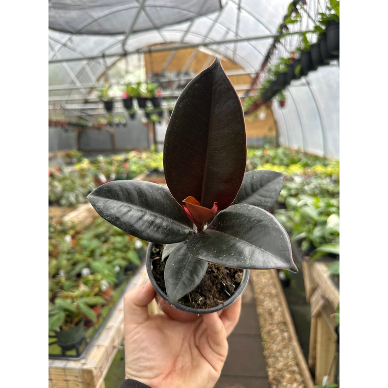 4 Ficus Burgundy ‘Rubber Tree’