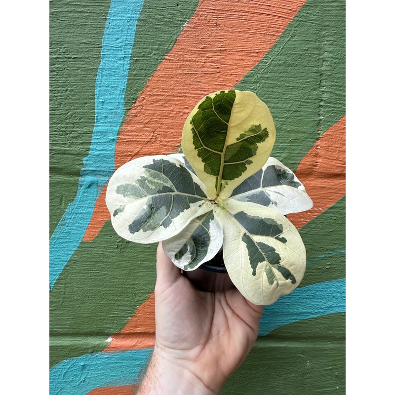 4 Ficus lyrata ‘Fiddle Leaf’ variegated