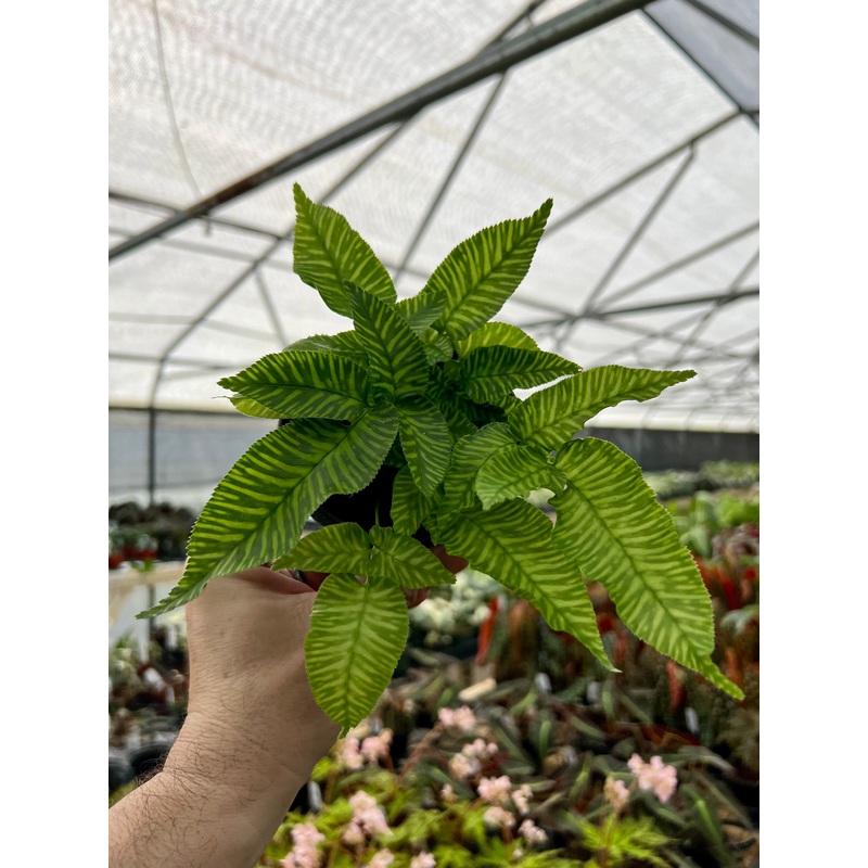 4 Golden Zebra fern (Coniogramme emeiensis)