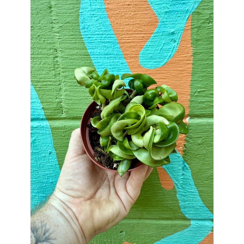 4 Hoya compacta ‘Rope’