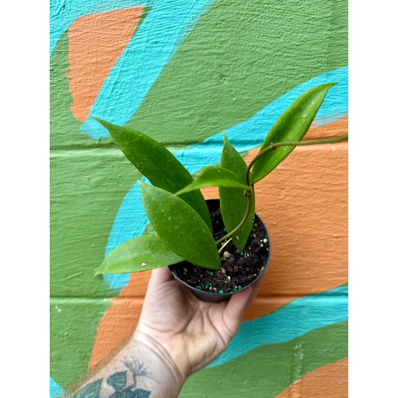 4 Hoya Jennifer (incrassata x finlaysonii)