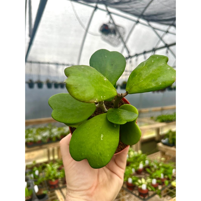 4 Hoya kerrii