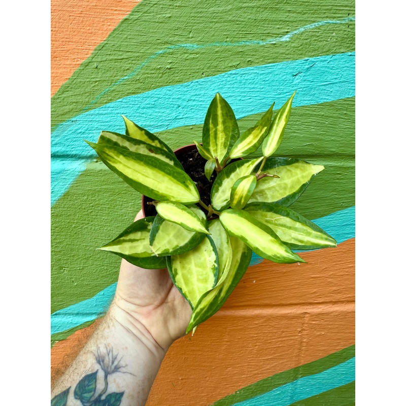 4 Hoya latifolia ‘Pot of Gold’