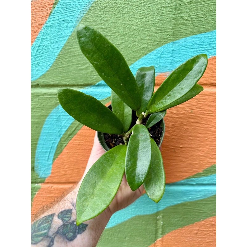 4 Hoya meliflua