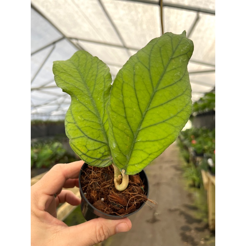 4 Hoya meredithii