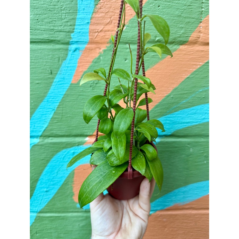 4 Hoya merrillii hanging basket