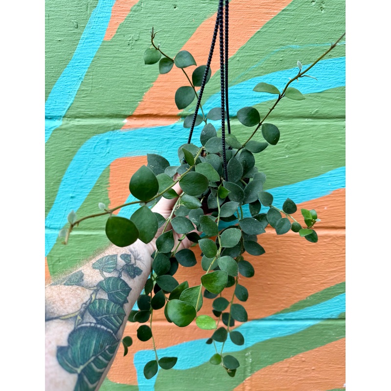 4 Hoya nummularioides hanging basket