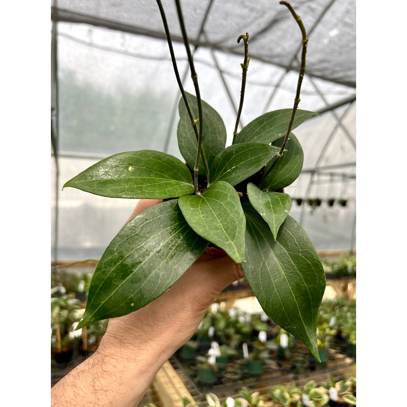 4 Hoya pottsii