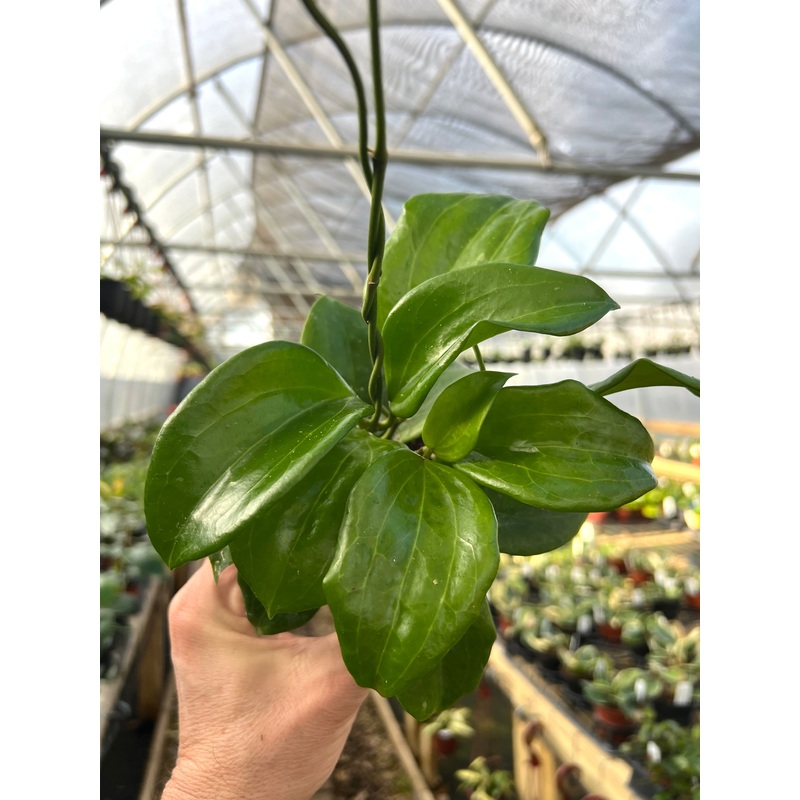 4 Hoya quinquenervia hanging basket