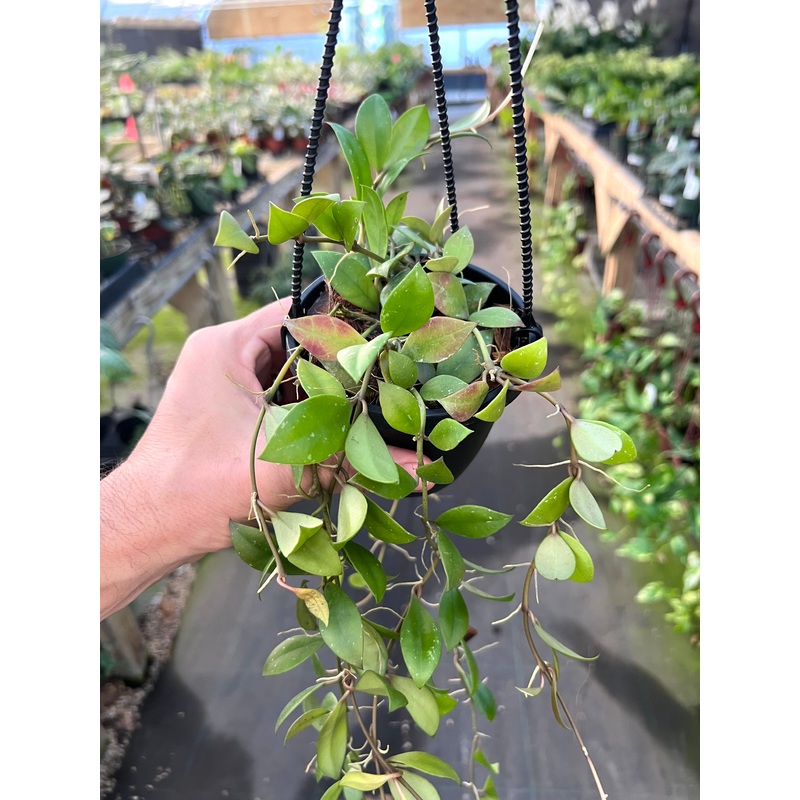 4 Hoya sipitangensis hanging basket